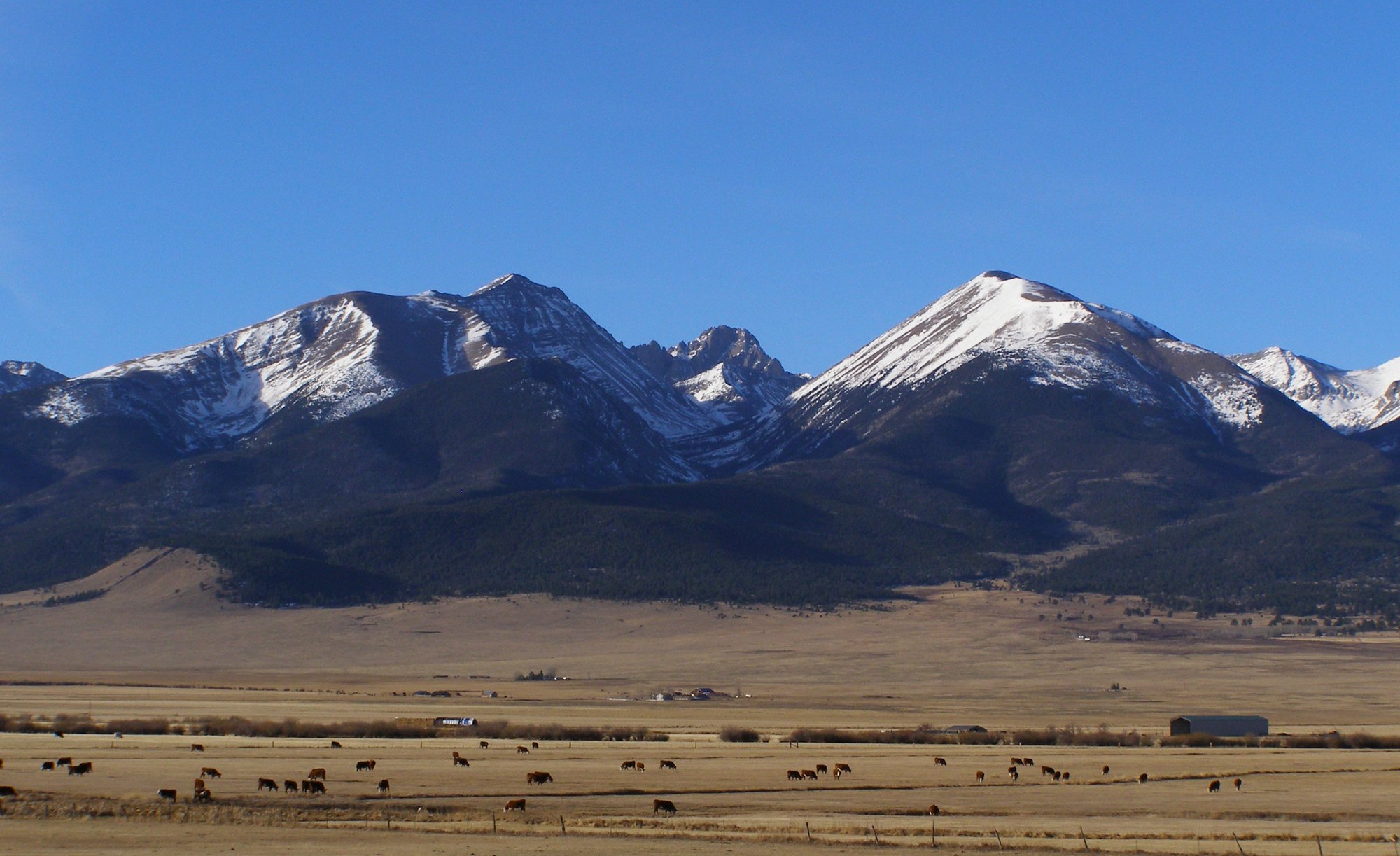 Cattle grazing beneath Colorado mountains